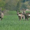 Wie Wildunfälle vermieden werden können